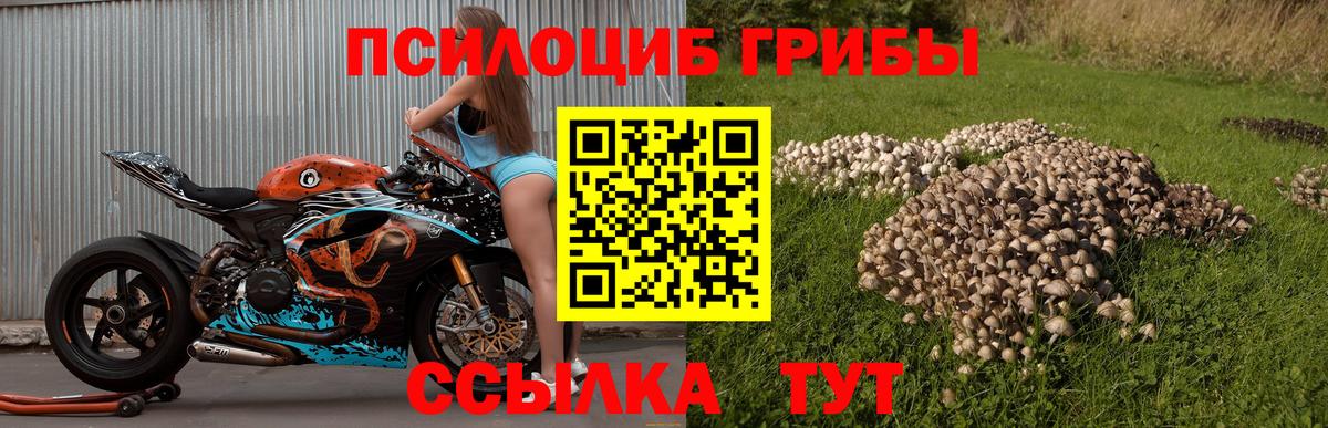 Псилоцибиновые грибы GOLDEN TEACHER Тында